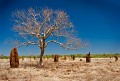 Wild landscapes